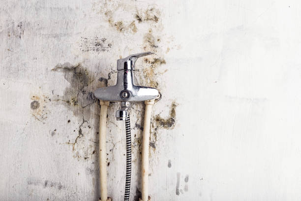 Best Basement Mold Remediation in Forest Acres, SC