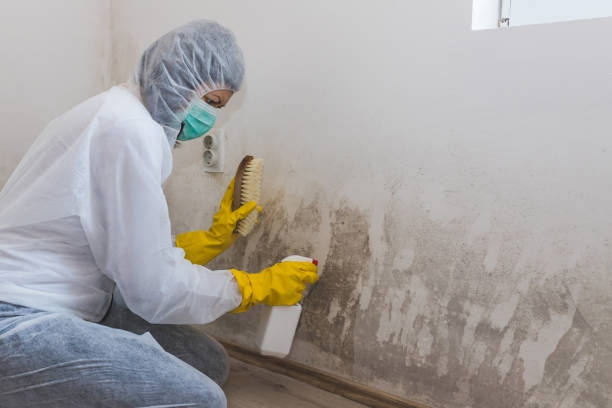 Trusted Forest Acres, SC Mold Remediation Experts