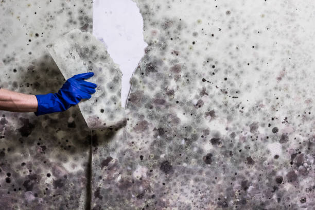 Best DIY Mold Remediation Support Services in Forest Acres, SC
