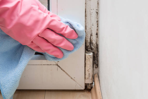 Best Mold Remediation for Specific Building Types in Forest Acres, SC